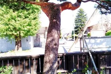 An old pine provides the rock some shade