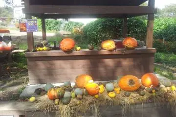 <p>Autumn produce</p>