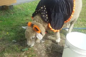 <p>A Halloween sheep</p>
