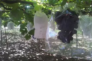 Ripe ones in clear bags, unripe ones in paper bags
