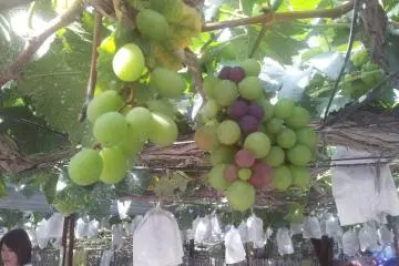 Green ones...