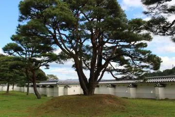 A large pine greets you in the courtyard