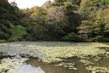 The peaceful garden pond