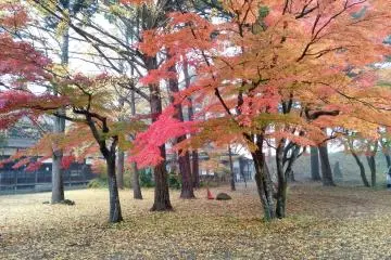 Trees between the outer and inner walls 