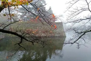 The outer moat trees lost their leaves the quickest, probably from being unprotected against the wind
