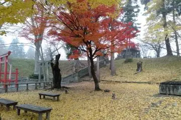 Yellow leaves blanket patches of the compound