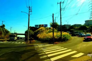 An island of susuki in Sakae-ku (Japanese pampas grass, maiden silver grass)
