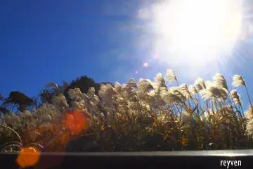 Against the light, these maiden silvergrass reveal their elegance and beauty (Sakae-ku)