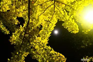 The gingko tree and the moon at a park in Sakae-ku