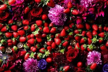 Strawberry Events to Enjoy This Winter [Closed]
