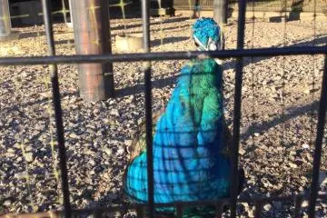 The aviary with peacocks who come to look at you