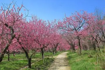 Peach blossoms of Koga Park
