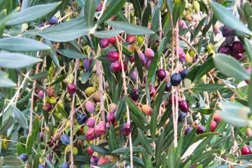 These olives are used to make olive oil