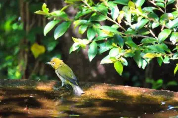 White Eye Bathing