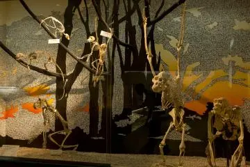 The skeletons of various apes were very interesting at the Osaka Natural History Museum near Nagai Park