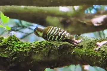 May 31st; Woodpecker, Oike Park