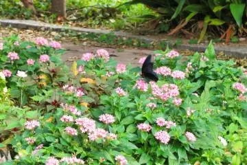 Sept 15th; Butterfly on trail, Oike Park