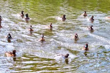  Nov 1st; Migrant ducks