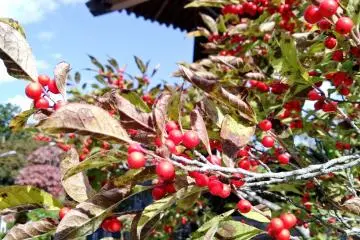 Some autumn plants add a splash of color to the temple grounds
