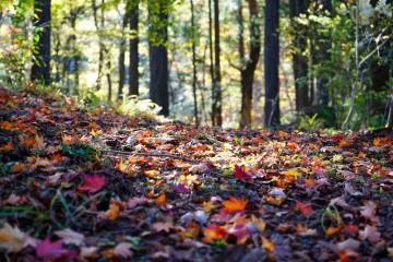Natural carpet of leaves courtesy of Mother Nature