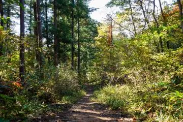 The trail is within the city center, but feels like a faraway forest