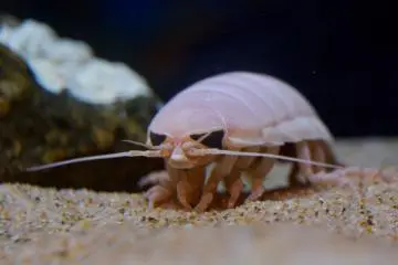 Many of the deep sea creatures at the event are rare to see at usual aquarium exhibitions (Photo: <a href="https://prtimes.jp/main/html/rd/p/000000039.000041641.html" target="_blank" rel="noreferrer noopener nofollow">Sunshine Enterprise Co., Ltd.</a>)