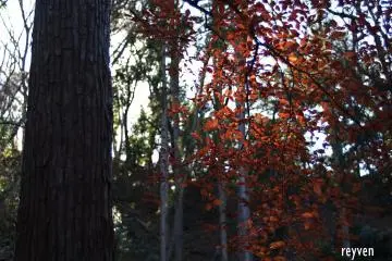 Walking through a nearby park, I tested how back-lit leaves would look. 