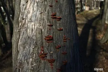 Wild fungi on the bark of a tree. 