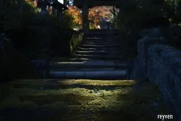 Thrown in the spotlight, the moss immediately attracts the visitor.