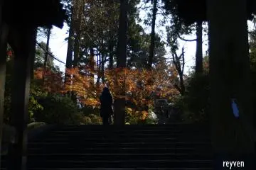 The momiji tree beckons the traveller.