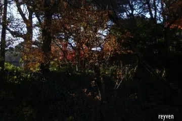 Maple trees welcome visitors to the temple.