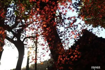 On the second day, in the Year of the Tiger, the holy light appeared in this old temple.