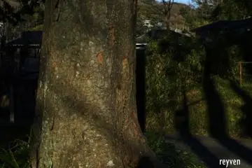 The bark of a keyaki zelkova greeted me as I left the temple. 'May you live to be a thousand,' I whispered.