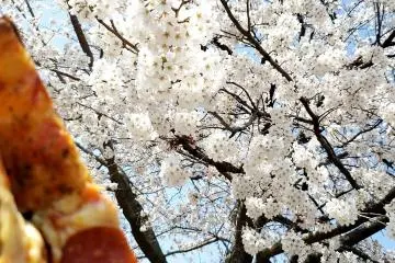 A pepperoni slice in Nishi-koen park during cherry blossom season
