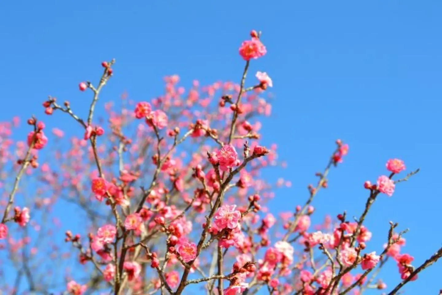 Odawara Flower Garden Plum Festival 2027