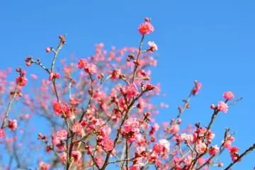 Photo: <a href="https://prtimes.jp/main/html/rd/p/000000259.000034888.html" target="_blank" rel="noreferrer noopener nofollow">Seibu Landscape Co., Ltd.</a>