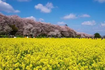 Gongendo Park in Saitama allows you to enjoy nanohana and cherry blossoms at the same time