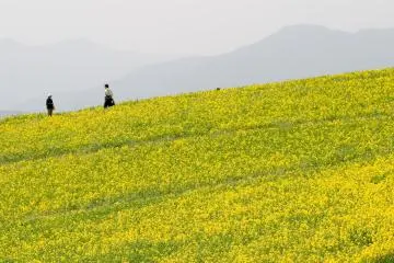 The Suiha Highlands in Ehime are blanketed with yellow nanohana