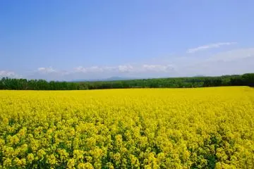 Vibrant yellow stretches across the horizon