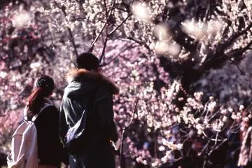 Plum blossoms are one pretty flower that is usually in bloom around Valentine's Day