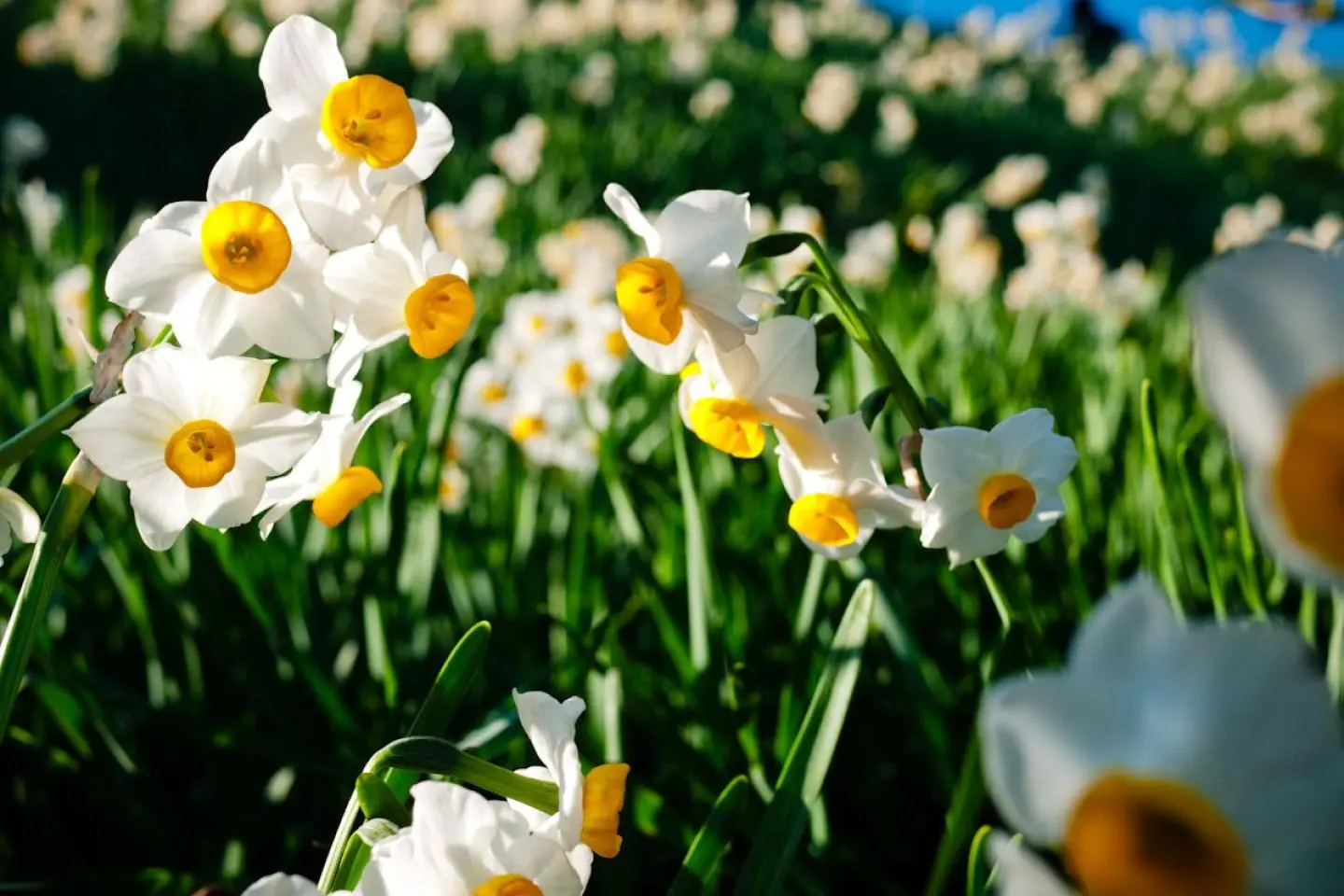 Nomozaki Daffodil Festival 2027