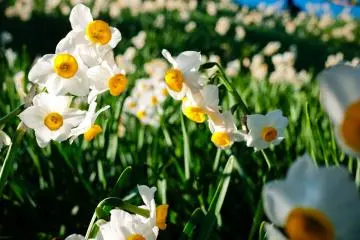 Nomozaki Daffodil Festival 2027