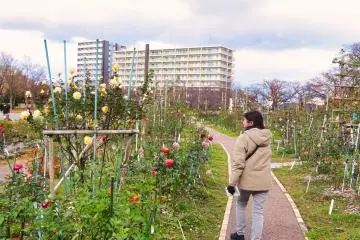 Kaiseizan Park Rose Garden