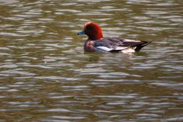  Many colorful ducks in the pond