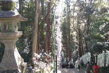 혼구 다이샤 삼나무