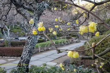 Japanese witch hazel in January.