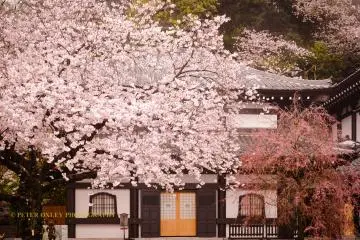 Sakura (cherry blossoms) in April.