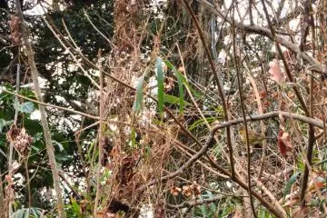 Olive-backed Pipit, January 19 (2022)