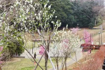 Beginning of spring colors, March 5th