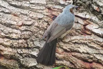 Brown-eared Bulbul, March 16th